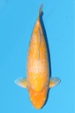 小西产 介子鲤 四才 70cm 雌性 340003