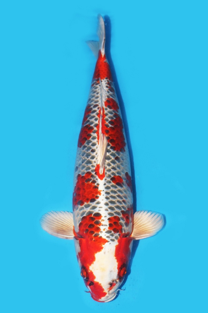尾形产 孔雀 三才 72cm 雌性 340008