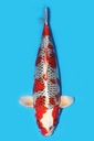 尾形产 孔雀 三才 72cm 雌性 340008