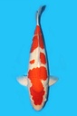 桃太郎产 红白 三才 68cm 雌性 340006