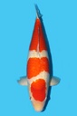 阪井产 红白 四才 67cm 雌性 340011