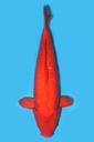 小西产 德系介子鲤 三才 71cm 雌性 340034