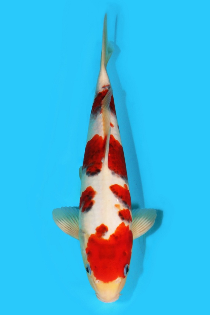 阪诘产 衣 二才 34cm 雄性 340047