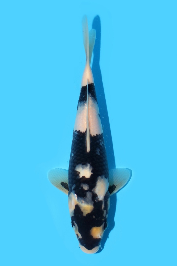 面迫产 白写 当才 24cm 公母不明 340045