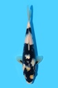 面迫产 白写 当才 24cm 公母不明 340045