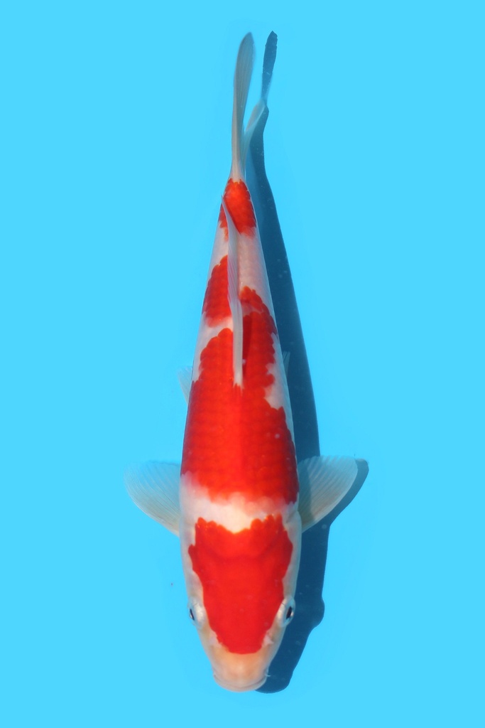 阪井产 红白 当才 23cm 公母不明 340046