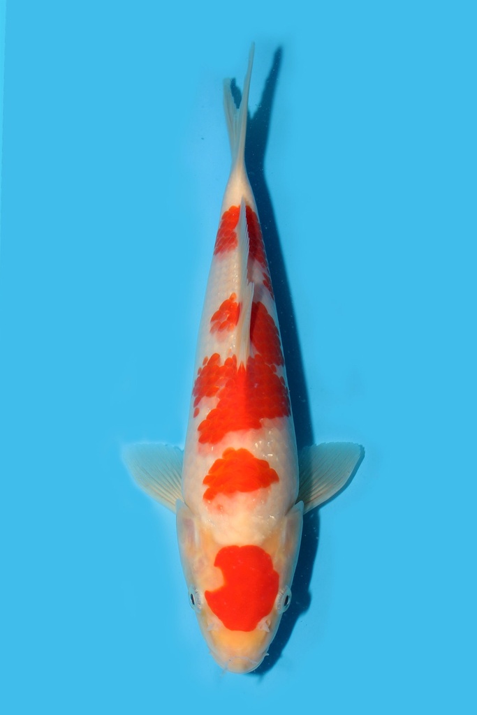 桃太郎产 红白 当才 25cm 公母不明 340069