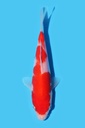 阪井产 红白 当才 17cm 公母不明 340073