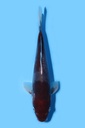 清十郎产 红九纹龙 当才 21cm 公母不明 340089