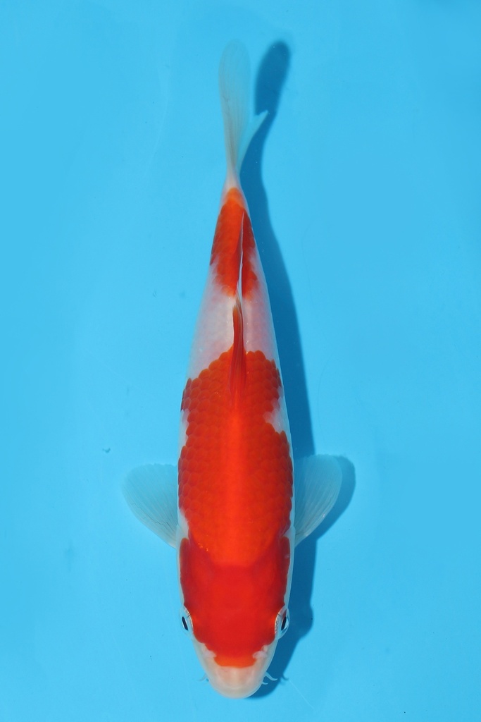 阪井产 红白 当才 15cm 公母不明 344098