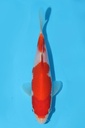 阪井产 红白 当才 15cm 公母不明 344098
