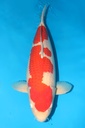 桃太郎产 红白 三才 雌性 69cm 345003