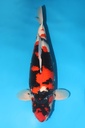 大日产 昭和 三才 雌性 64cm 345012