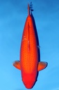 诚太郎产 火鲤 三才 雌性 74cm 345029
