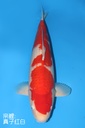 桃太郎产 红白 三才 雌性 71cm 345053