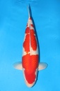 尾形产 银鳞红白 三才 雌性 66cm 345038