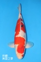桃太郎产 大正 四才 雌性 65cm 345040