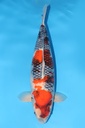 大日产 昭和 四才 雌性 65cm 345041