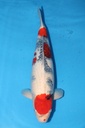 大日产 昭和 四才 雌性 64cm 345026