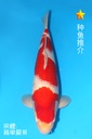 阪井产 红白 三才 雄性 50cm 345043