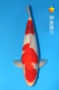 桃太郎产 红白 二才 雄性 49cm 345050