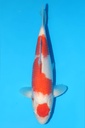 桃太郎产 红白 二才 雌性 43cm 345057