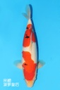 桃太郎产 大正 二才 雌性 35cm 345060