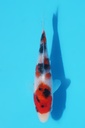 阪井产 大正 当才 公母不明 12cm 345062