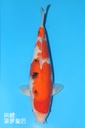 桃太郎产 大正 二才 雌性 41cm 345069