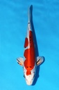 尾形产 大和锦 当才 雌性 28cm 345086