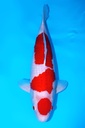桃太郎产 红白 四才 70cm 雌性 345005