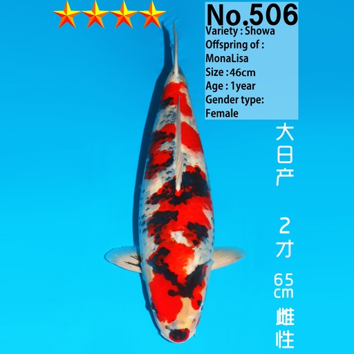 大日产 昭和 二才 65cm 雌性（鱼在日本）