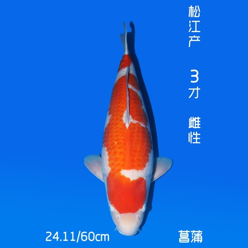 松江产 红白 三才 60cm 雌性（鱼在日本）