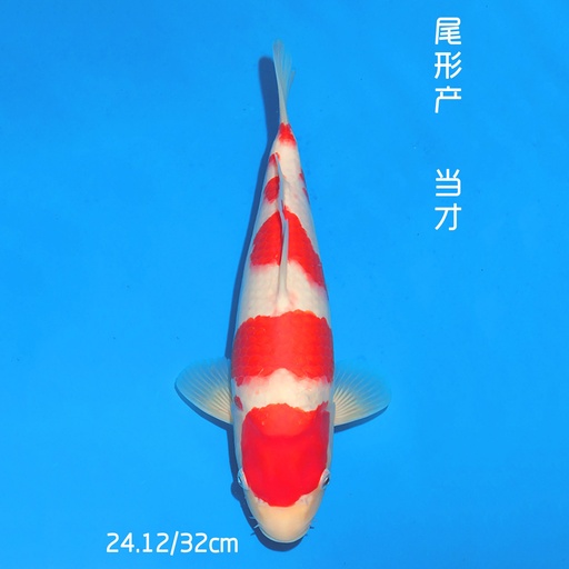 尾形产 红白 32cm 公母不明 （现存日本/附原装证书）
