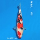 尾形产 大正 22cm 公母不明