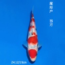 尾形产 大正 19cm 公母不明