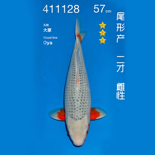 NO.128-24年11月尾形现场拍卖会 –浅黄  雌性 （ 回国运费实报实销）