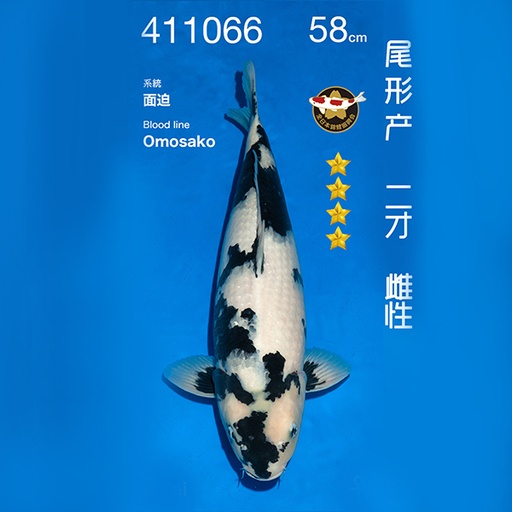 NO.066-24年11月尾形现场拍卖会 –白写  雌性 （ 回国运费实报实销）