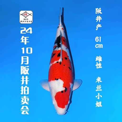 24年10月15-16日阪井现场拍卖会 –大正  雌性 （ 附现场视频/回国运费实报实销）