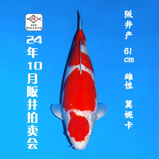 24年10月15-16日阪井现场拍卖会 –红白  雌性 （ 附现场视频/回国运费实报实销）