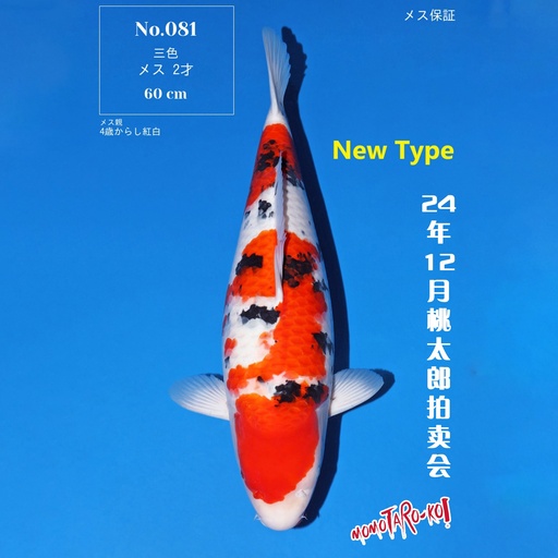 桃太郎竞拍会-大正 60cm 雌性