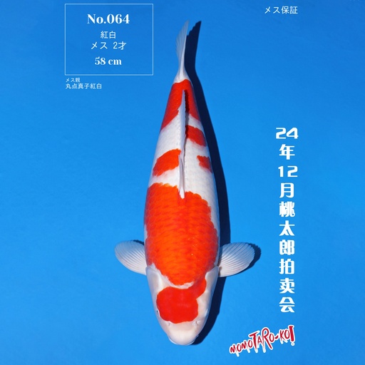 桃太郎竞拍会-红白 58cm 雌性