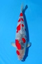 谷养产 三才 55cm 雌性 346040
