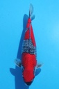 川上产 二才 44cm 雌性 346037
