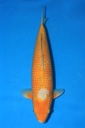 谷口产 二才 60cm 雌性 346039