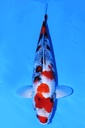 尾形产 二才 52cm 雌性 346041