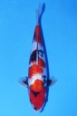 尾形产 二才 37cm 雌性 346056