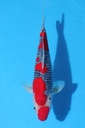 川上产 二才 37cm 雄性 346057