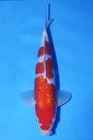 大石产 二才 33cm 雄性 346058