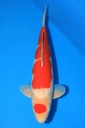 阪井产 三才 52cm 雄性 摩洛哥小姐 346062